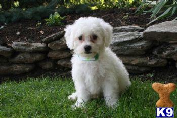 Bichon Frise Puppies for Sale